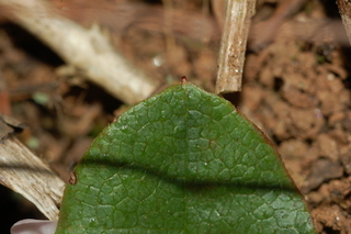 Epigaea repens, Trailing arbutus
