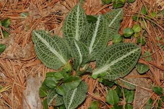 Goodyera pubescens, Downy rattlesnake plantain