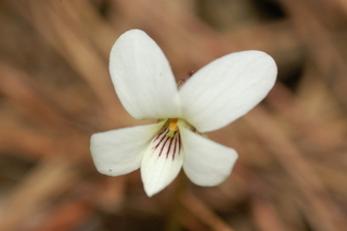 Viola macloskeyi, Small white violet