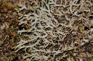 Anaptychia palmulata