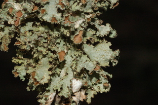 Tuckermannopsis ciliaris