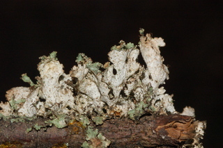 Tuckermannopsis ciliaris