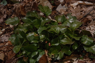 Shortia galacifolia, Oconee bells