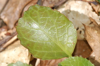 Shortia galacifolia, Oconee bells