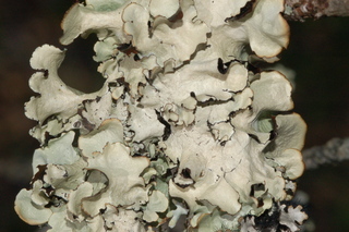 Cetrelia chicitae