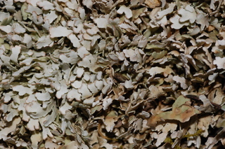 Cladonia polycarpoides
