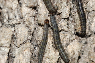 Cissusa spadix, larvae climbing oak tree