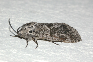 Prionoxystus robiniae, Carpenterworm Moth