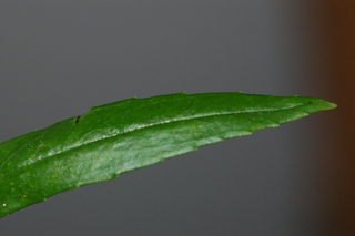 Angelonia angustifolia, Narrowleaf angelon