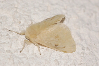 Lagoa lacyi, Florida Flannel Moth