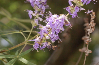 Vitex agnus-castus, Lilac chastetree