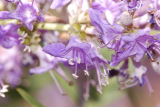 Vitex agnus-castus, Lilac chastetree