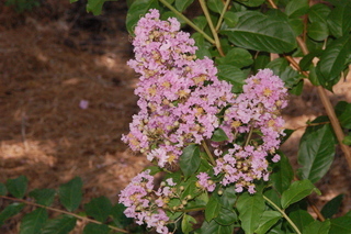 Lagerstroemia indica, Crapemyrtle