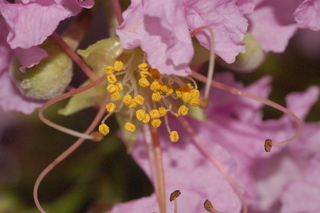Lagerstroemia indica, Crapemyrtle