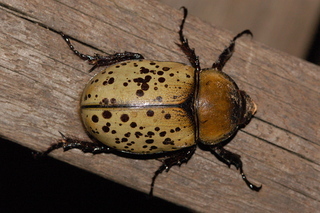 Dynastes tityus, Eastern Hercules beetle, female