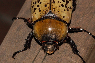 Dynastes tityus, Eastern Hercules beetle, female