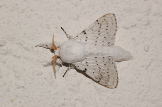 Artace cribrarius, Dot-lined White, male