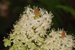 Amianthium muscitoxicum, Fly poison