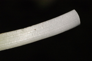 Amianthium muscitoxicum, Fly poison