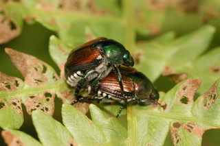 Popillia japonica, Japanese beetle, mating