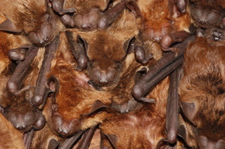Eptesicus fuscus, Big Brown Bat