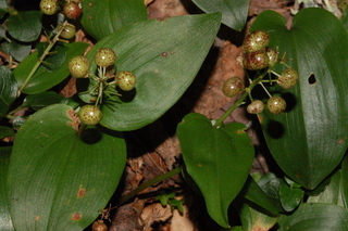 Maianthemum canadense, Canada mayflower, fruit