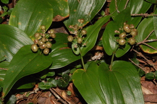 Maianthemum canadense, Canada mayflower, fruit
