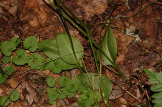 Ophioglossum petiolatum, Longstem adderstongue