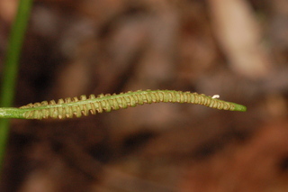 Ophioglossum petiolatum, Longstem adderstongue