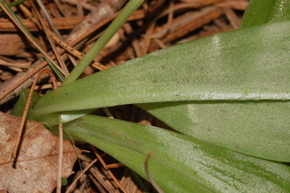 Liparis liliifolia, Brown widelip orchid