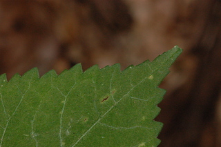 Panax quinquefolius, American ginseng