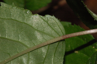 Panax quinquefolius, American ginseng