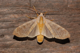 Halysidota tessellaris, Banded Tussock Moth