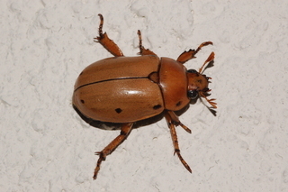 Pelidnota punctata, Grapevine beetle