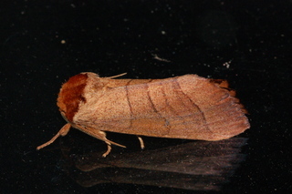 Datana ministra, Yellow-necked Caterpillar Moth