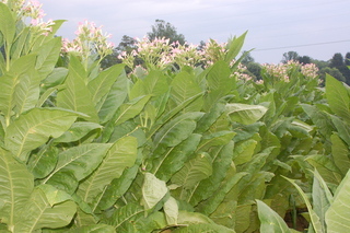 Nicotiana tabacum, plant and flowers