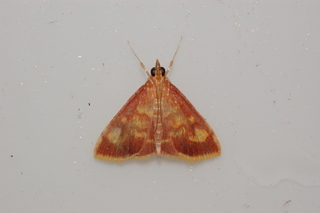 Pyrausta acrionalis, Mint-loving Pyrausta Moth