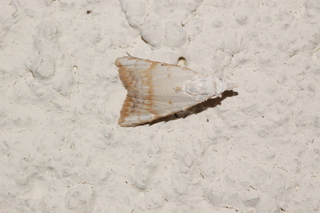 Nola cereella, Sorghum Webworm Moth