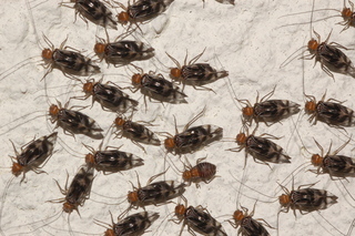 Cerastipsocus trifasciatus, Red-headed Barklouse, adults and nymph