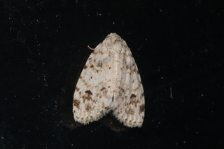 Clemensia albata, Little White Lichen Moth
