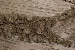 Betula papyrifera, Paper Birch, bark