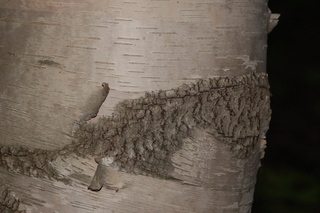 Betula papyrifera, Paper Birch, bark