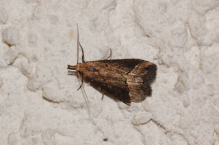 Schrankia macula, Black-spotted Schrankia Moth
