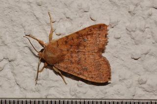 Sunira bicolorago, Bicolored Sallow Moth