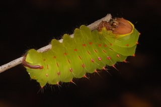 Antheraea polyphemus, Polyphemus Moth, larva