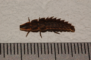 Pyractonema, lampyridae beetle larva