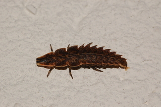 Pyractonema, lampyridae beetle larva