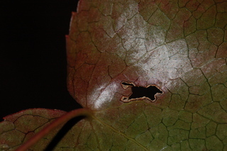 Galax urceolata, Beetleweed