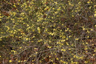 Jasminum nudiflorum, Winter Jasmine