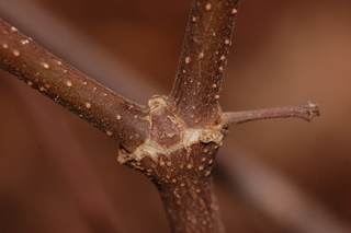 Calycanthus floridus, Eastern Sweetshrub